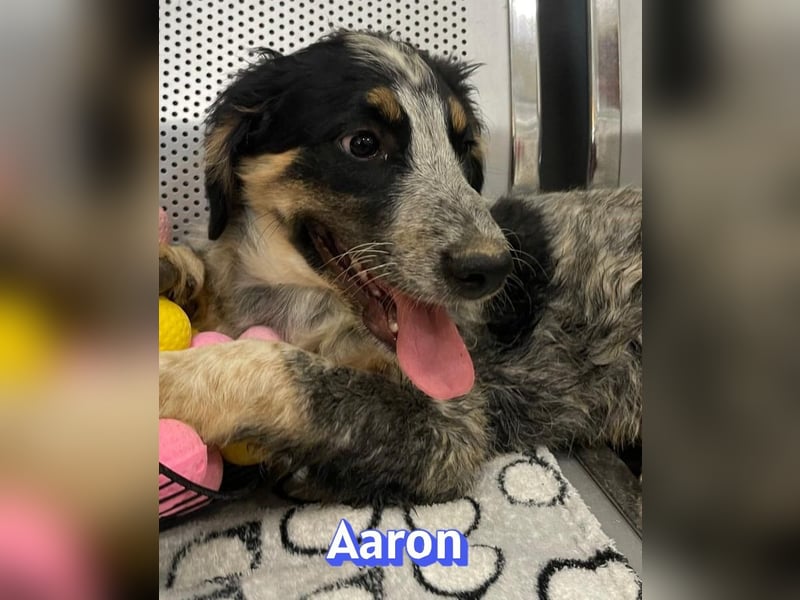 Aaron, 03/26 - möchte dein Leben bunter machen!