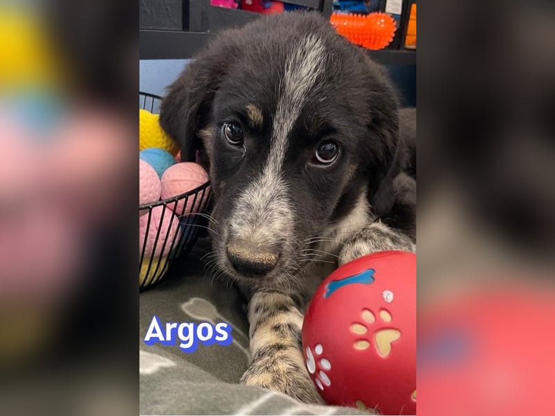 Argos, 03/26 - Wuschelkopf sucht seine Menschen