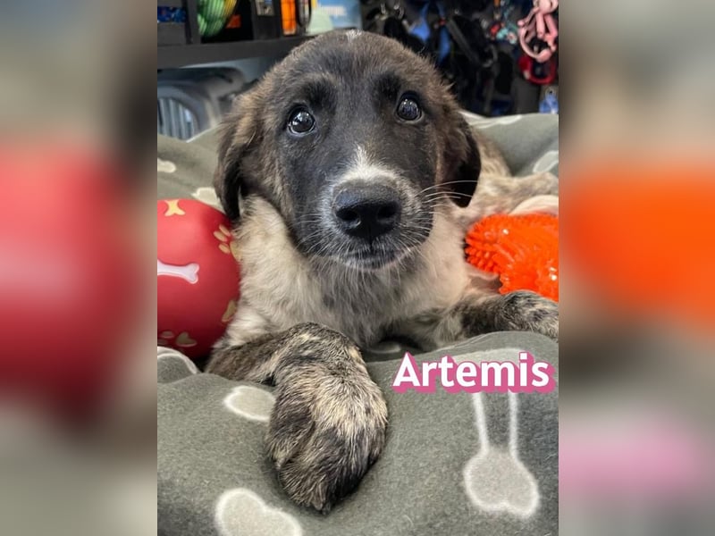 Artemis, 03/26 - hübsches Mädel sucht Familie