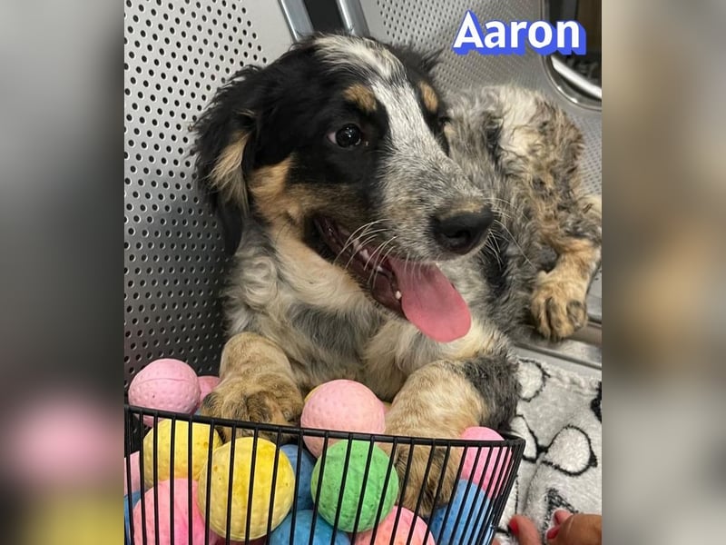 Aaron, 03/26 - möchte dein Leben bunter machen!
