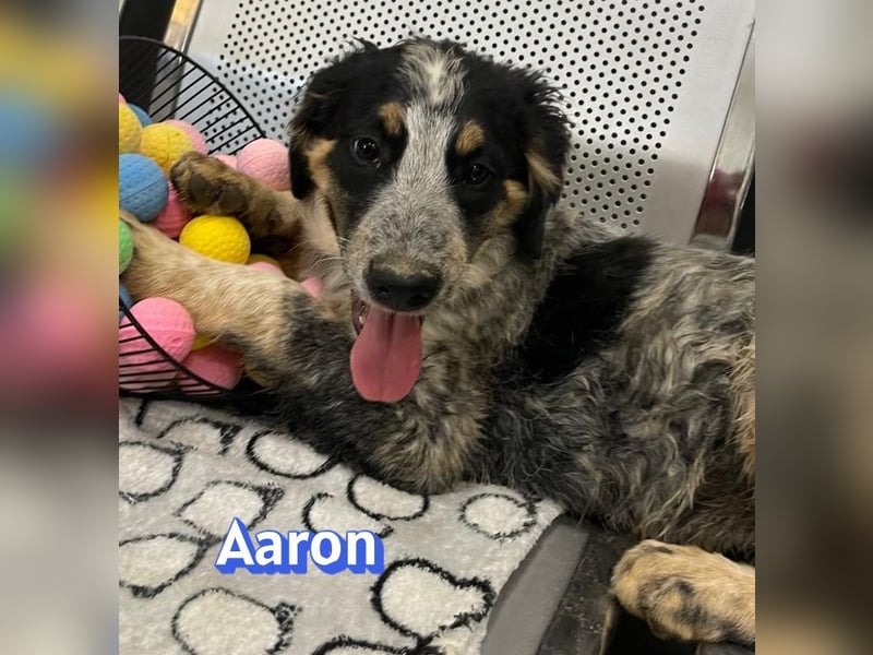 Aaron, 03/26 - möchte dein Leben bunter machen!