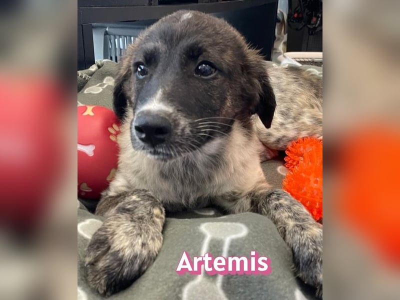 Artemis, 03/26 - hübsches Mädel sucht Familie