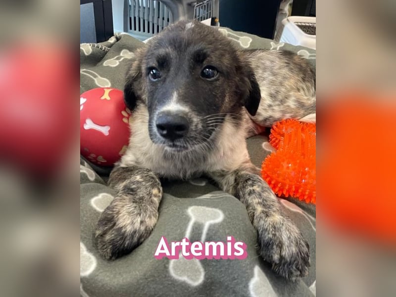 Artemis, 03/26 - hübsches Mädel sucht Familie