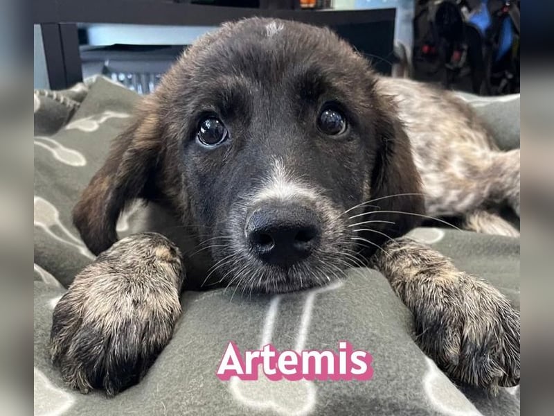 Artemis, 03/26 - hübsches Mädel sucht Familie