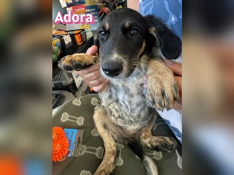 Adora, 03/26 - Mäuschen sucht Häuschen