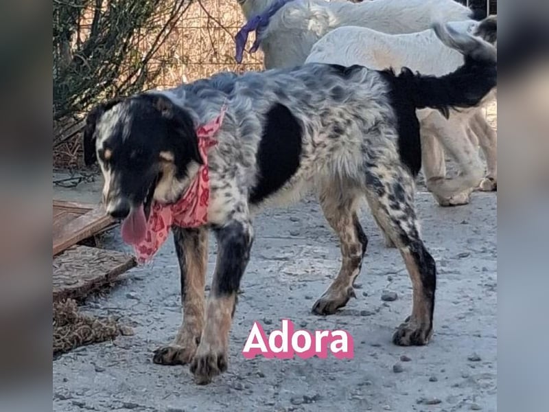 Adora, 03/26 - Mäuschen sucht Häuschen