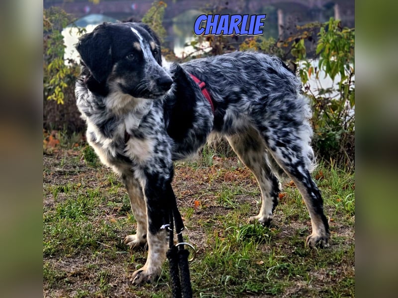 Aaron/Charlie 03/26 - fröhlicher Kerl wartet auf PS in 64646 Heppenheim