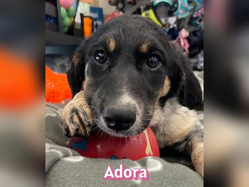 Adora, 03/26 - Mäuschen sucht Häuschen