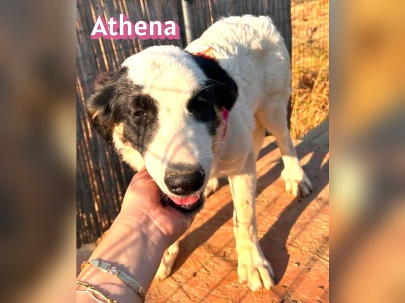 Athena, 03/26 - Welpe sucht Zuhause