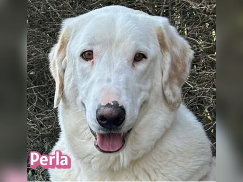 Perla, 05/22  - eine wahre Perle  wartet in 64756 Mossautal