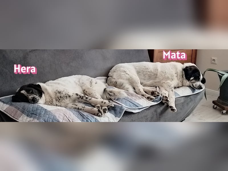 Hera, 09/23 - würde gern bei Mata bleiben wartet in 86685 Schrobenhausen