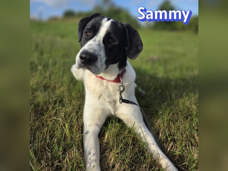 Sammy, 05/25 - verliert unverschuldet sein Zuhause, 66646 Marpingen