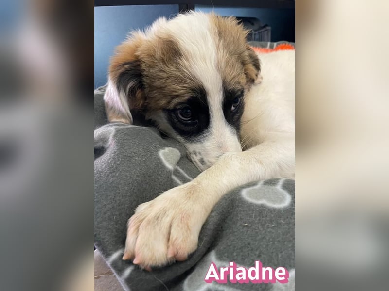 Ariadne, 03/26 - Baby sucht Familie