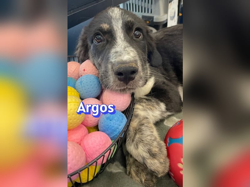 Argos, 03/26 - Wuschelkopf sucht seine Menschen