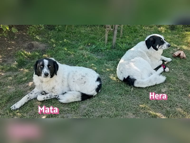 Hera, 09/23 - würde gern bei Mata bleiben wartet in 86685 Schrobenhausen