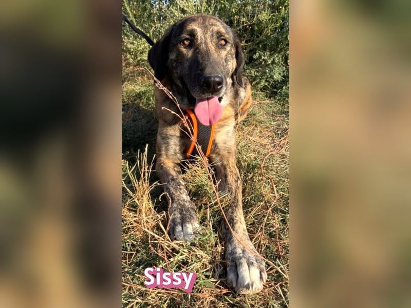 Sissy, 05/24 - schön wie die Namensvetterin