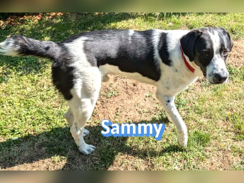 Sammy, 05/25 - verliert unverschuldet sein Zuhause, 66740 Saarlouis