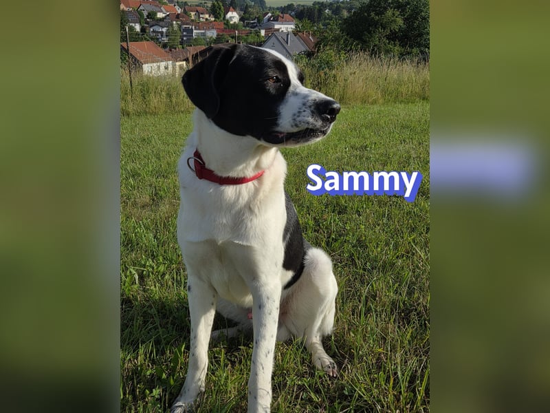 Sammy, 05/25 - verliert unverschuldet sein Zuhause, 66646 Marpingen
