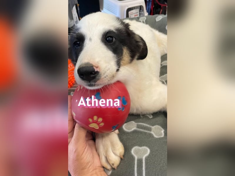 Athena, 03/26 - Welpe sucht Zuhause