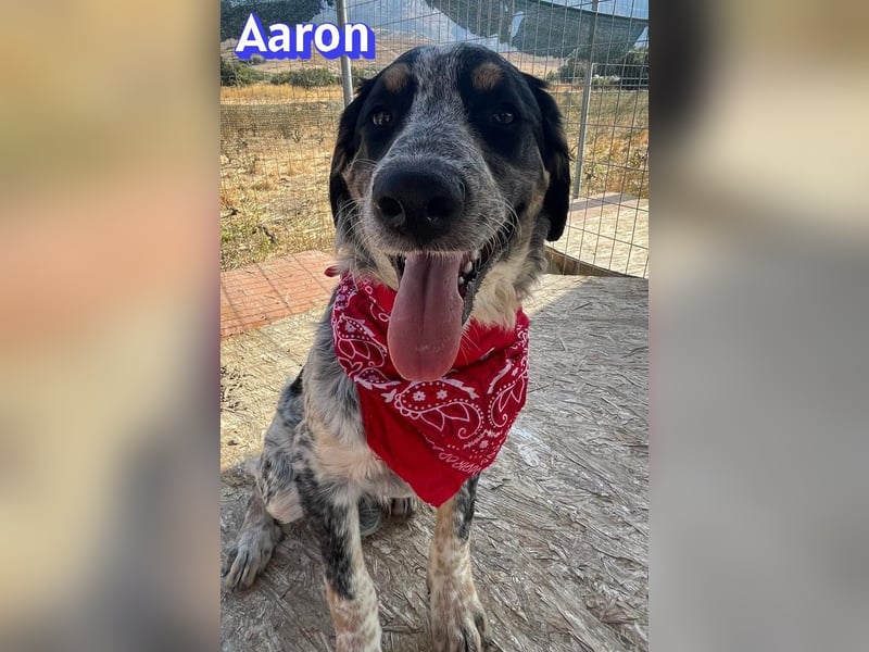 Aaron, 03/26 - möchte dein Leben bunter machen!