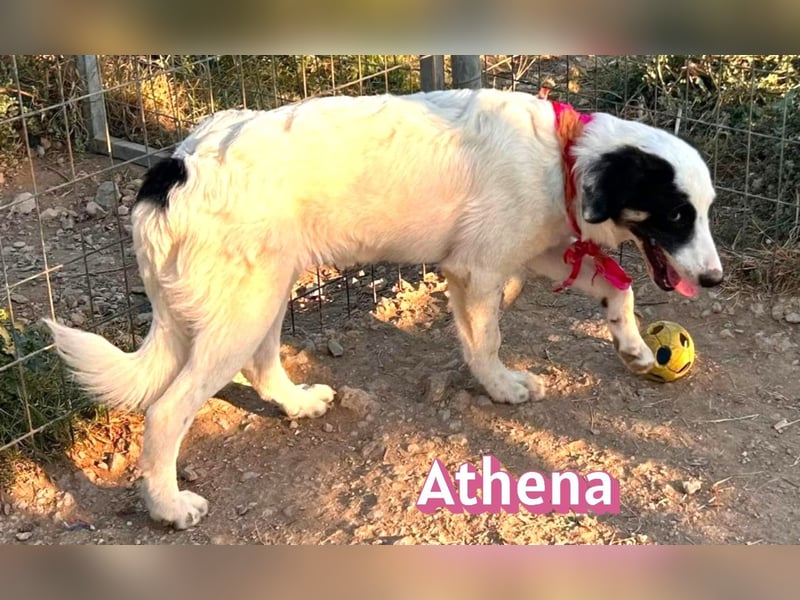 Athena, 03/26 - Welpe sucht Zuhause