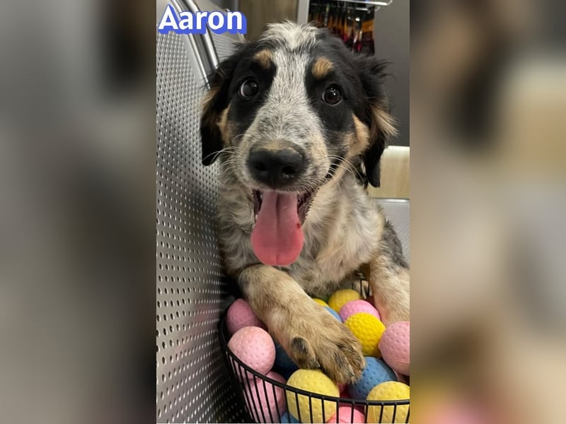 Aaron, 03/26 - möchte dein Leben bunter machen!