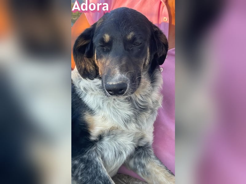 Adora, 03/26 - Mäuschen sucht Häuschen