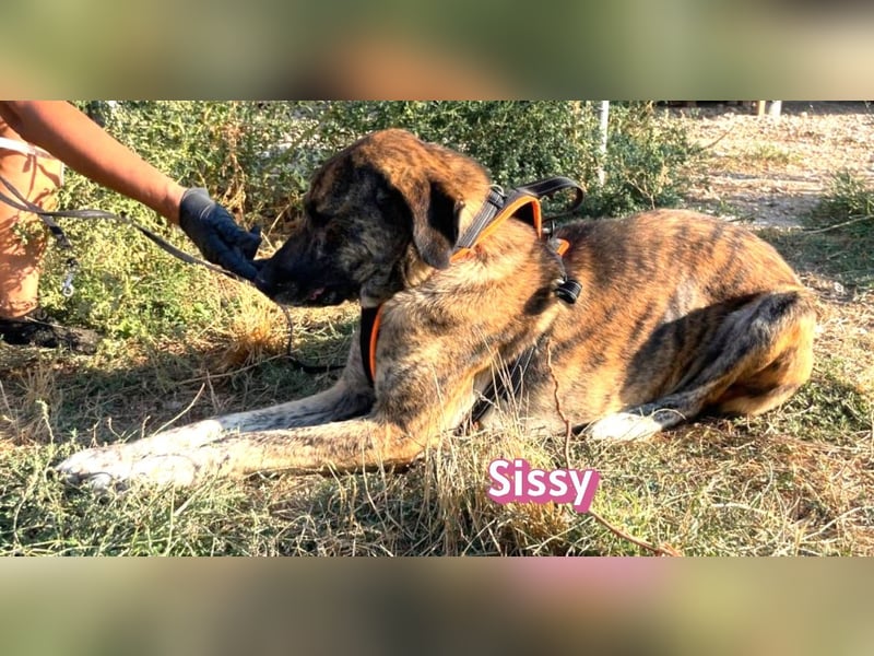 Sissy, 05/24 - schön wie die Namensvetterin