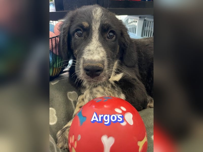 Argos, 03/26 - Wuschelkopf sucht seine Menschen