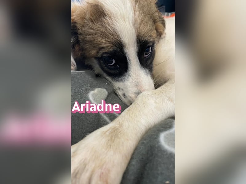 Ariadne, 03/26 - Baby sucht Familie