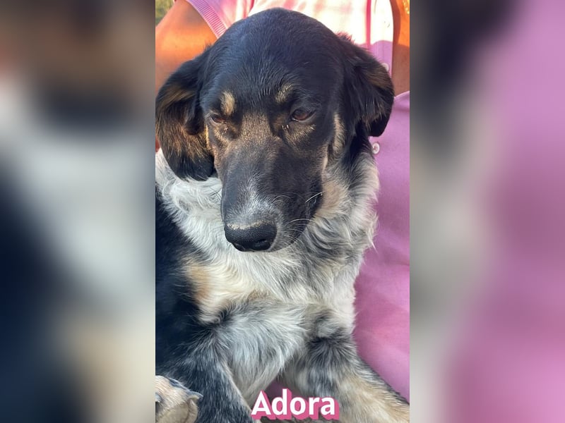 Adora, 03/26 - Mäuschen sucht Häuschen