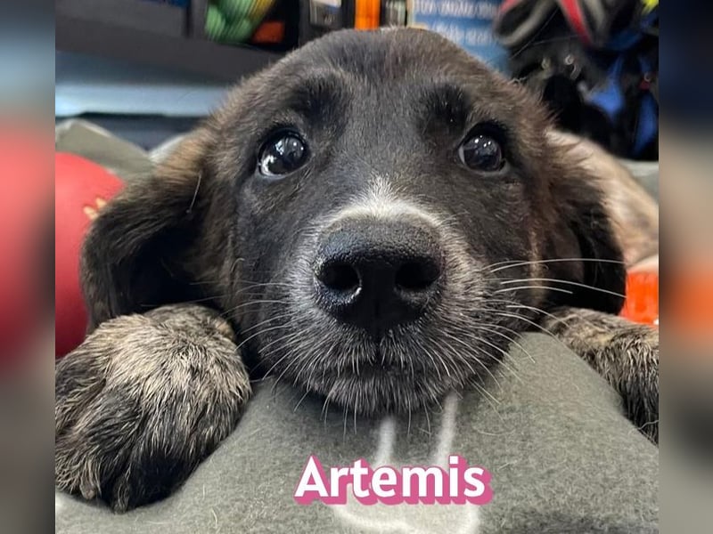 Artemis, 03/26 - hübsches Mädel sucht Familie