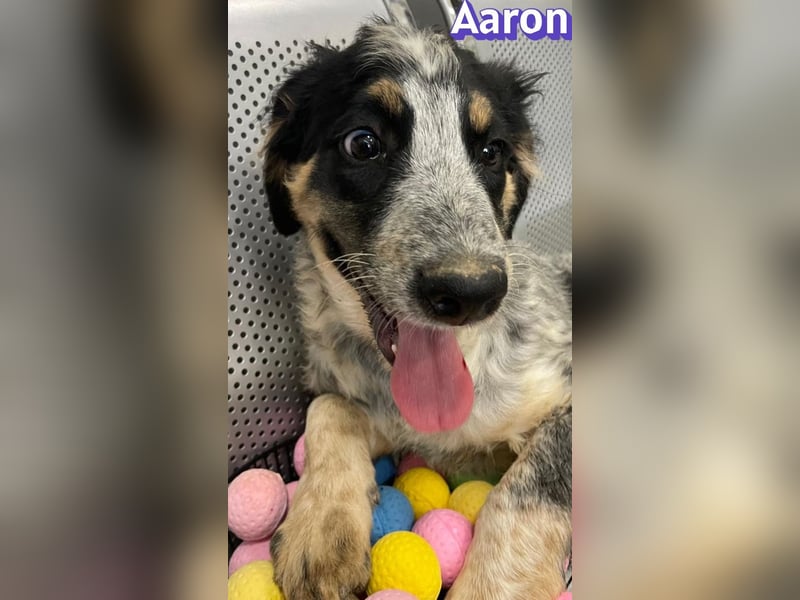 Aaron, 03/26 - möchte dein Leben bunter machen!