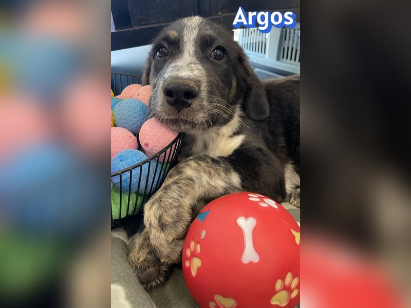 Argos, 03/26 - Wuschelkopf sucht seine Menschen