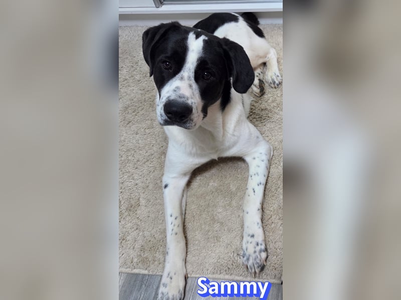 Sammy, 05/25 - verliert unverschuldet sein Zuhause, 66646 Marpingen