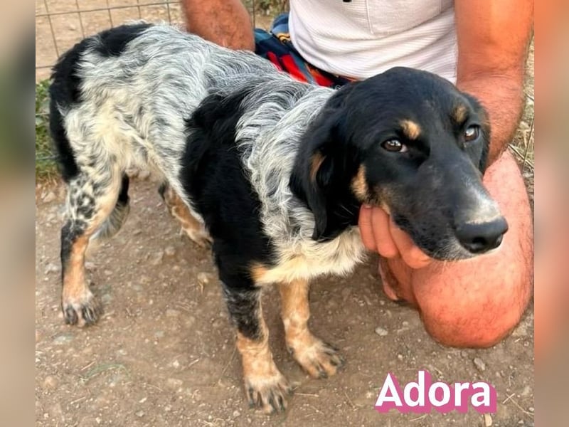 Adora, 03/26 - Mäuschen sucht Häuschen