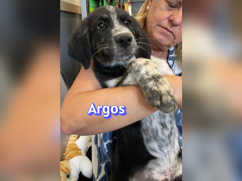 Argos, 03/26 - Wuschelkopf sucht seine Menschen