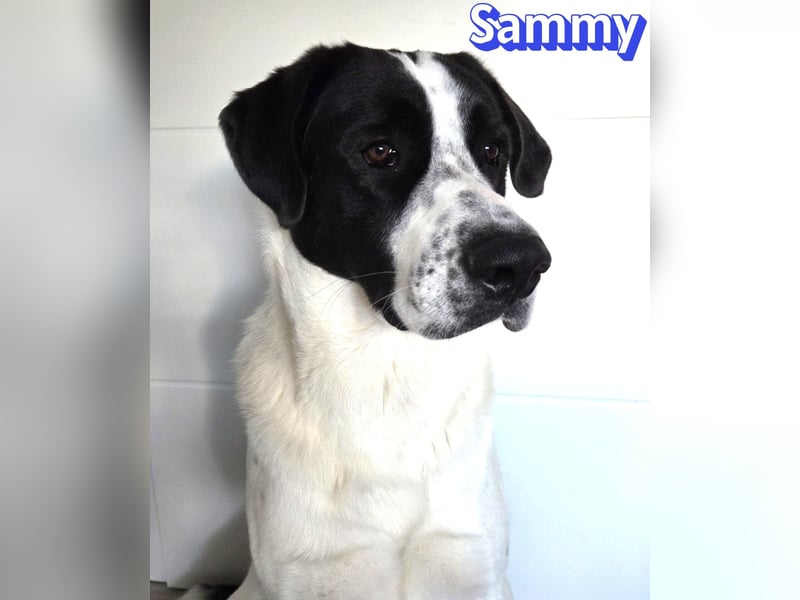 Sammy, 05/25 - verliert unverschuldet sein Zuhause, 66646 Marpingen