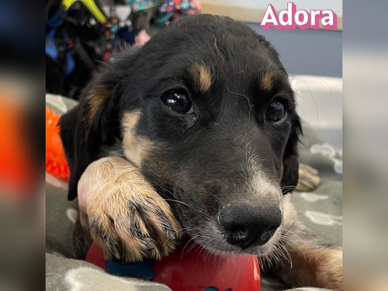Adora, 03/26 - Mäuschen sucht Häuschen