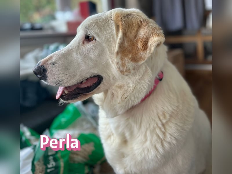 Perla, 05/22  - eine wahre Perle  wartet in 64756 Mossautal