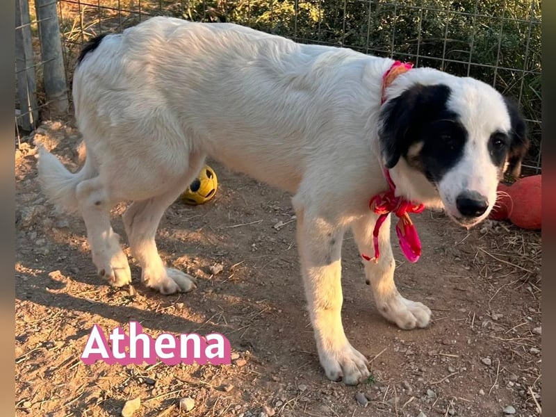 Athena, 03/26 - Welpe sucht Zuhause