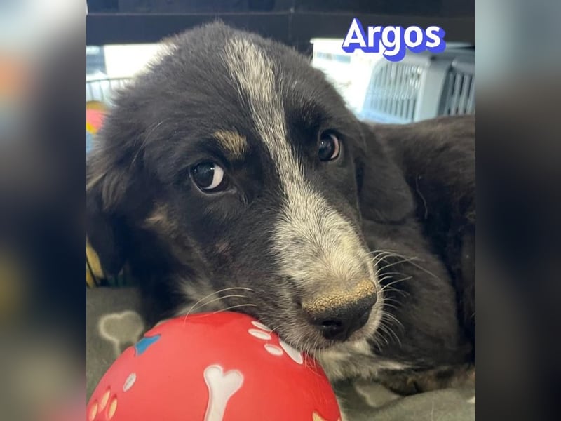Argos, 03/26 - Wuschelkopf sucht seine Menschen