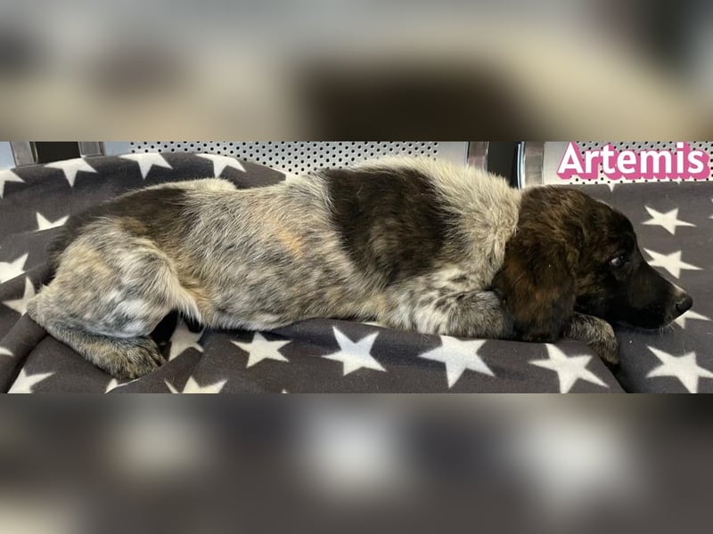 Artemis, 03/26 - hübsches Mädel sucht Familie