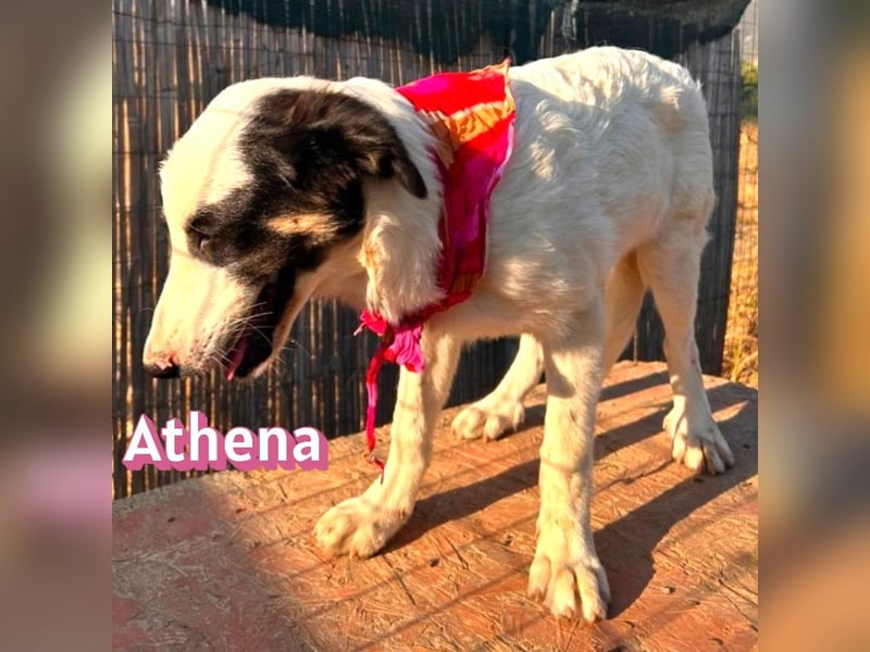 Athena, 03/26 - Welpe sucht Zuhause