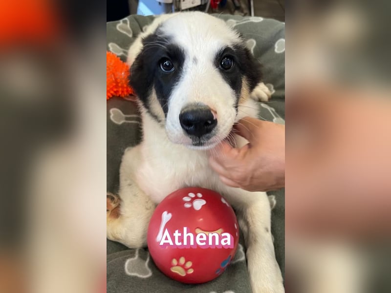 Athena, 03/26 - Welpe sucht Zuhause