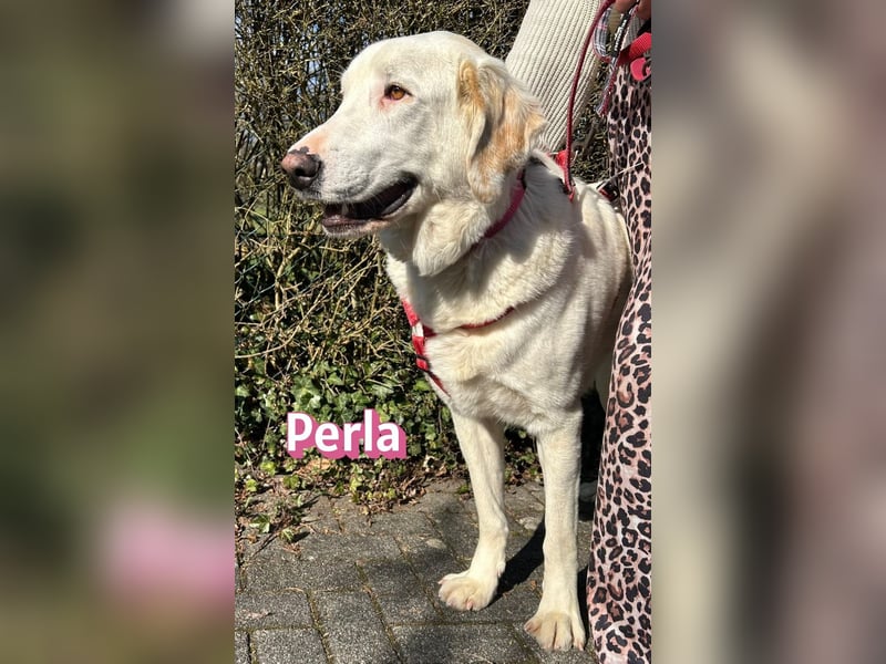 Perla, 05/22  - eine wahre Perle  wartet in 64756 Mossautal