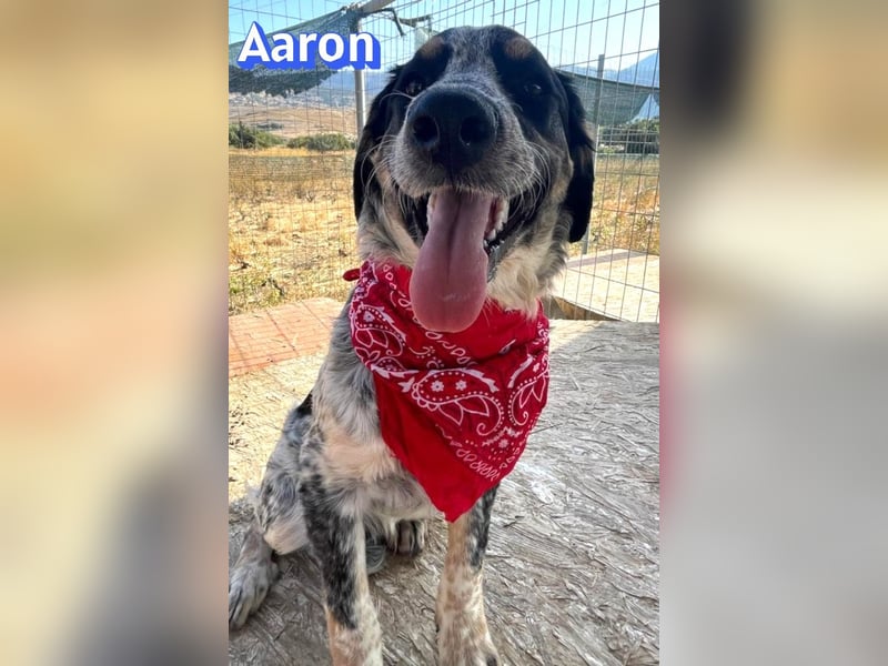 Aaron, 03/26 - möchte dein Leben bunter machen!