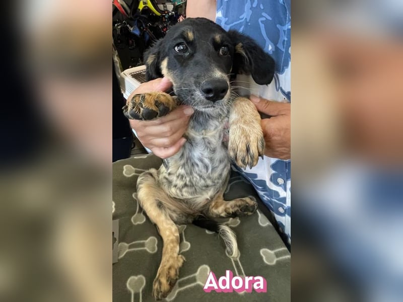 Adora, 03/26 - Mäuschen sucht Häuschen