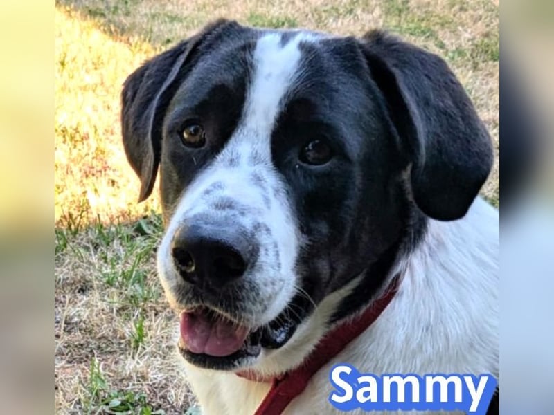 Sammy, 05/25 - verliert unverschuldet sein Zuhause, 66740 Saarlouis