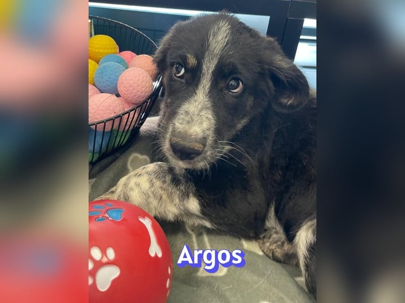 Argos, 03/26 - Wuschelkopf sucht seine Menschen